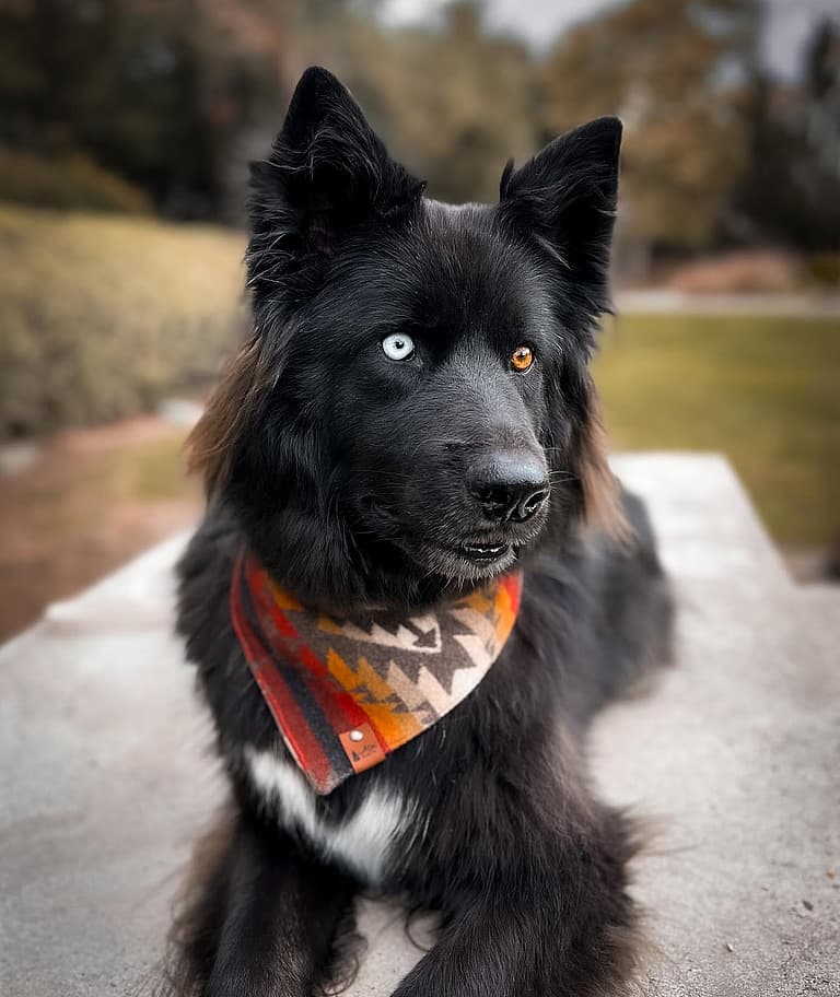 Hati: The Gerberian Shepsky