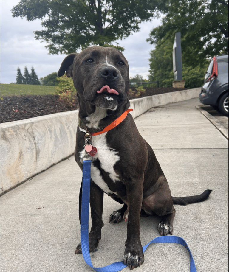 Innocent Pitbull Falls Prey to Outdated Stereotype. Now Desperately Seeking a Hero