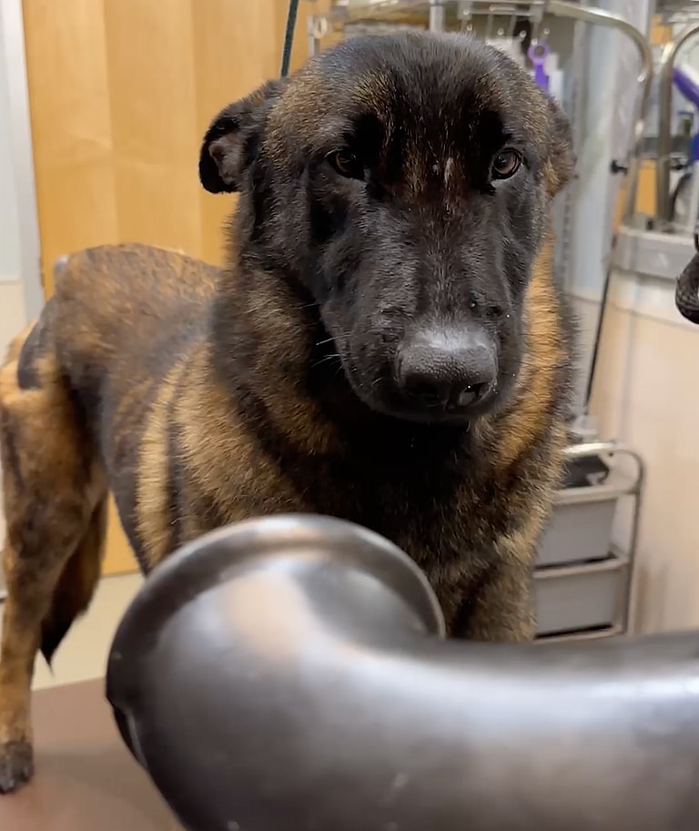 Groomer's Love Helps Abandoned Belgian Malinois Shed His Anxiety and Fur Loss Issues