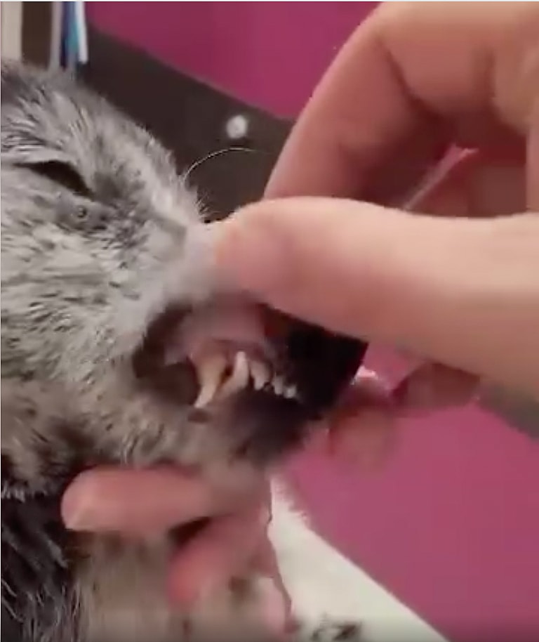 Puppy Abandoned With Muzzle Taped Shut