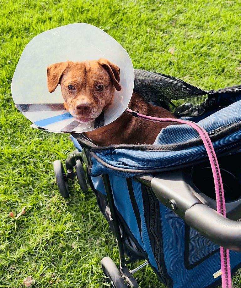 dog up for adoption / Rescue dog: This Little Dog Survived a Hit-and-Run, Then Waited for a Family That Never Came