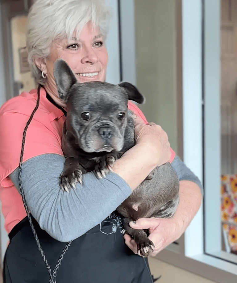 Dog Grooming: Injured French Bulldog Dumped in Night Drop Finds Hope and Healing with Shelter Heroes