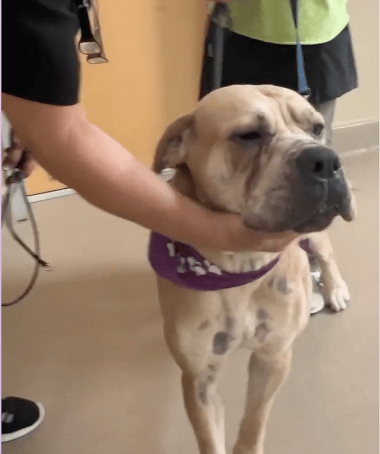 This 2-Year-Old Mastiff Had Never Been Groomed - What Happened Next Is Amazing!