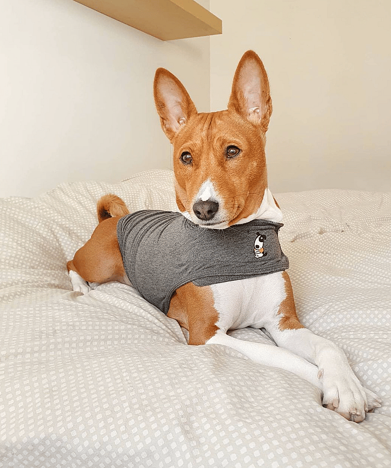 Does Your Dog Turn Into Cujo on July 4th? Shelters Share How They Keep Dogs Calm During Fireworks