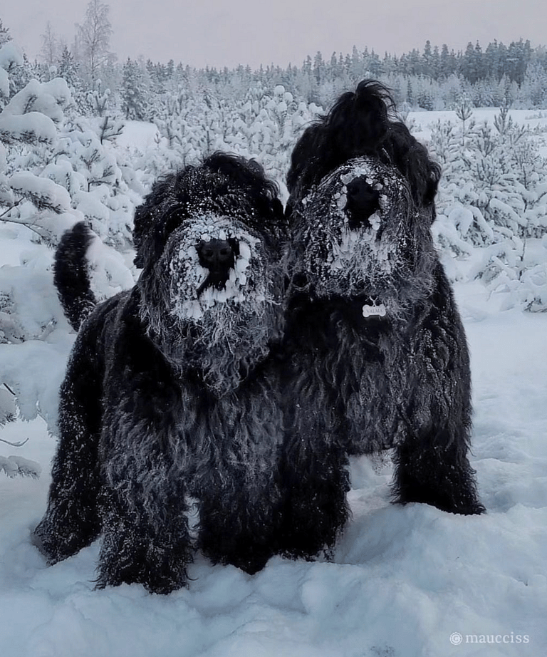Black Fluffy Dog