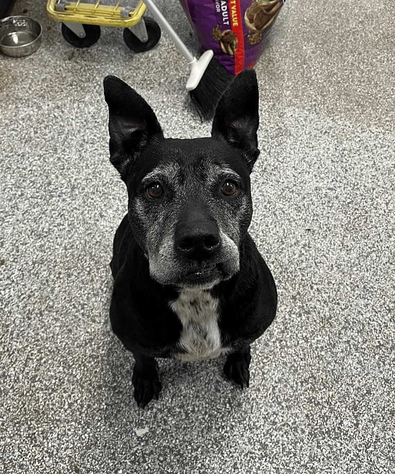 Dog Hid by Animal Control Officers for 6 Years to Save Him from Euthanasia