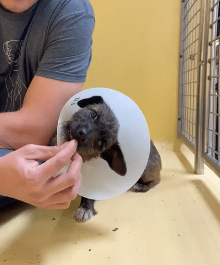 Melora: More Fleas Than Fur When Found, But Quick-Thinking Rescuers Refused to Give Up on Her