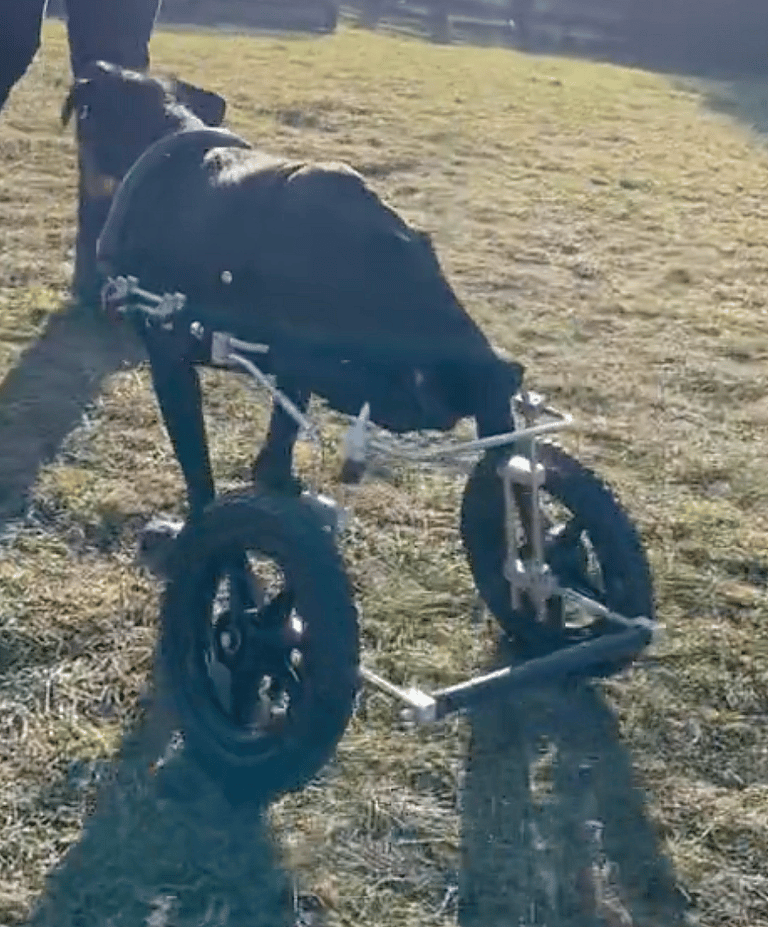 Paralyzed Dog Runs Like Never Before