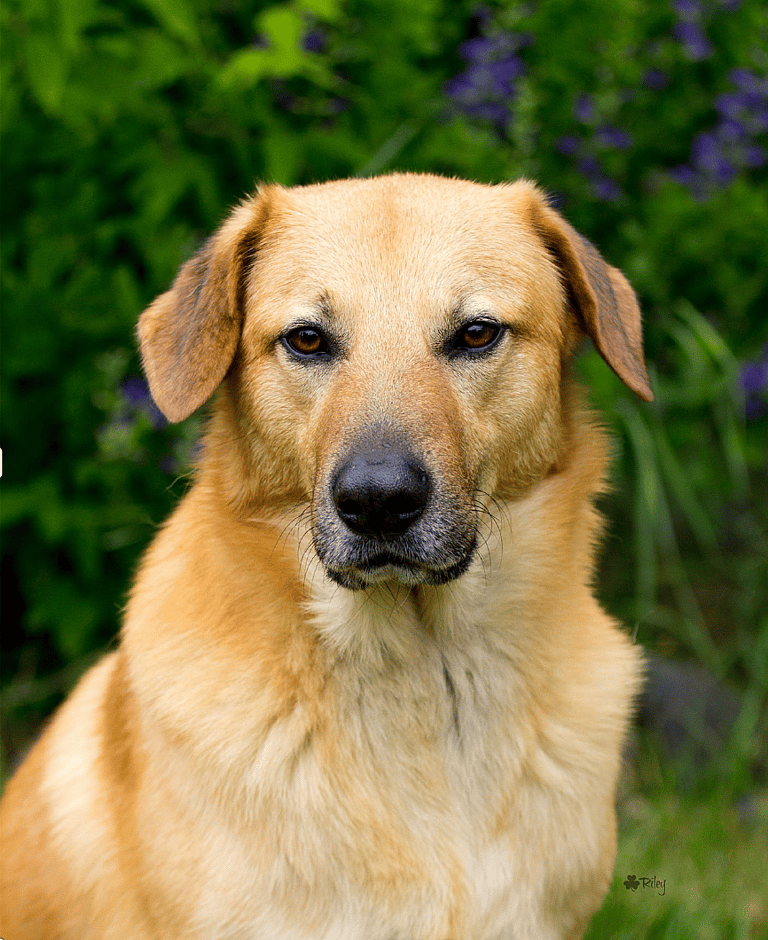 Breeds That Pioneered America-Chinook