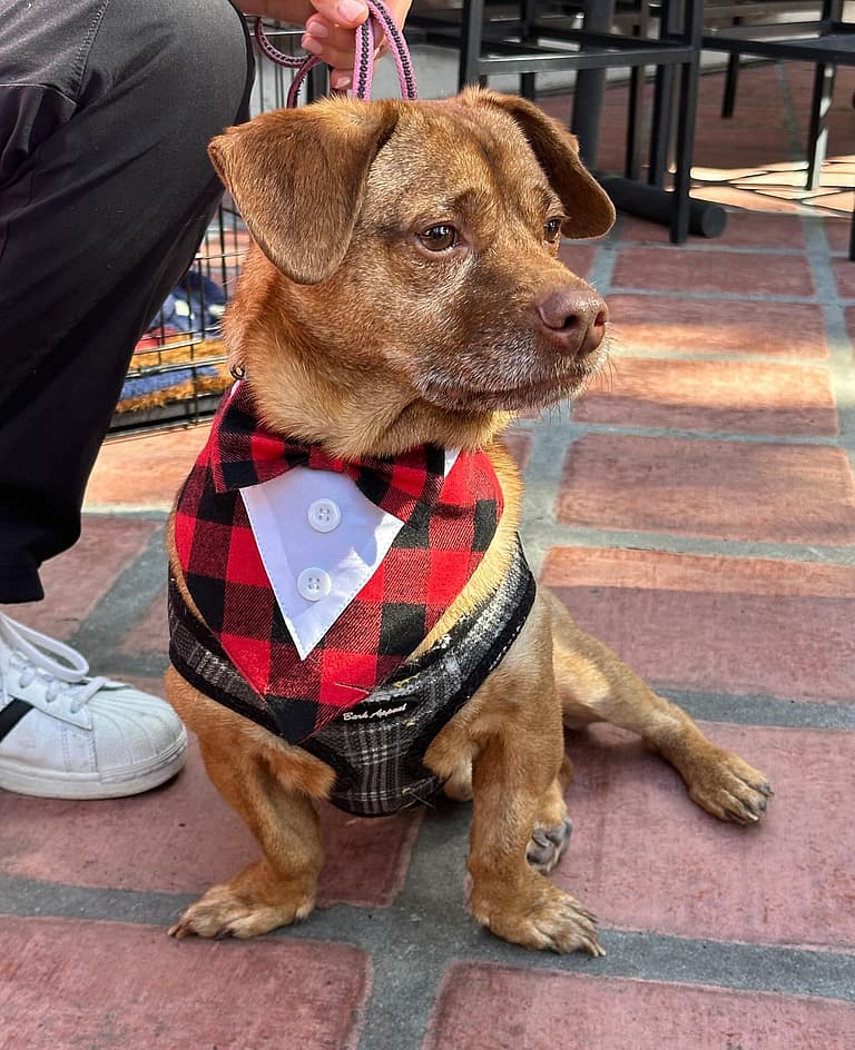 dog up for adoption / Rescue dog: This Little Dog Survived a Hit-and-Run, Then Waited for a Family That Never Came