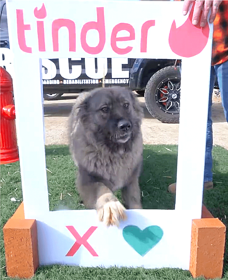 Tinder for dogs