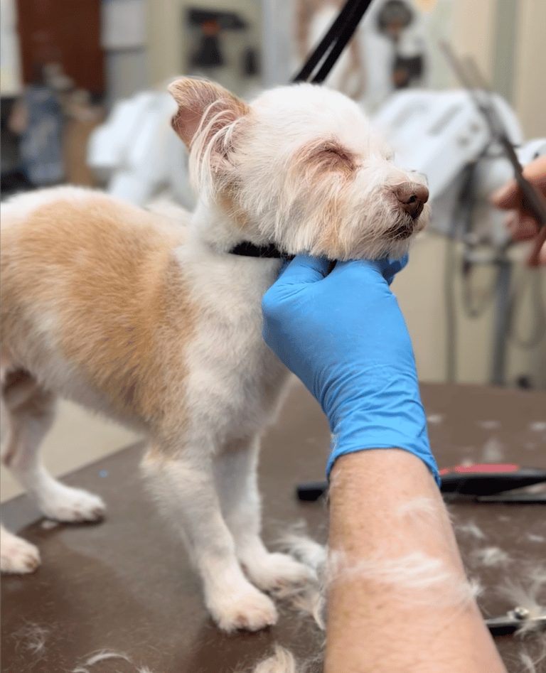 Dog grooming: Shelter Dog's Blissful Bath Time Snooze Shows How Much She Needed Pampering