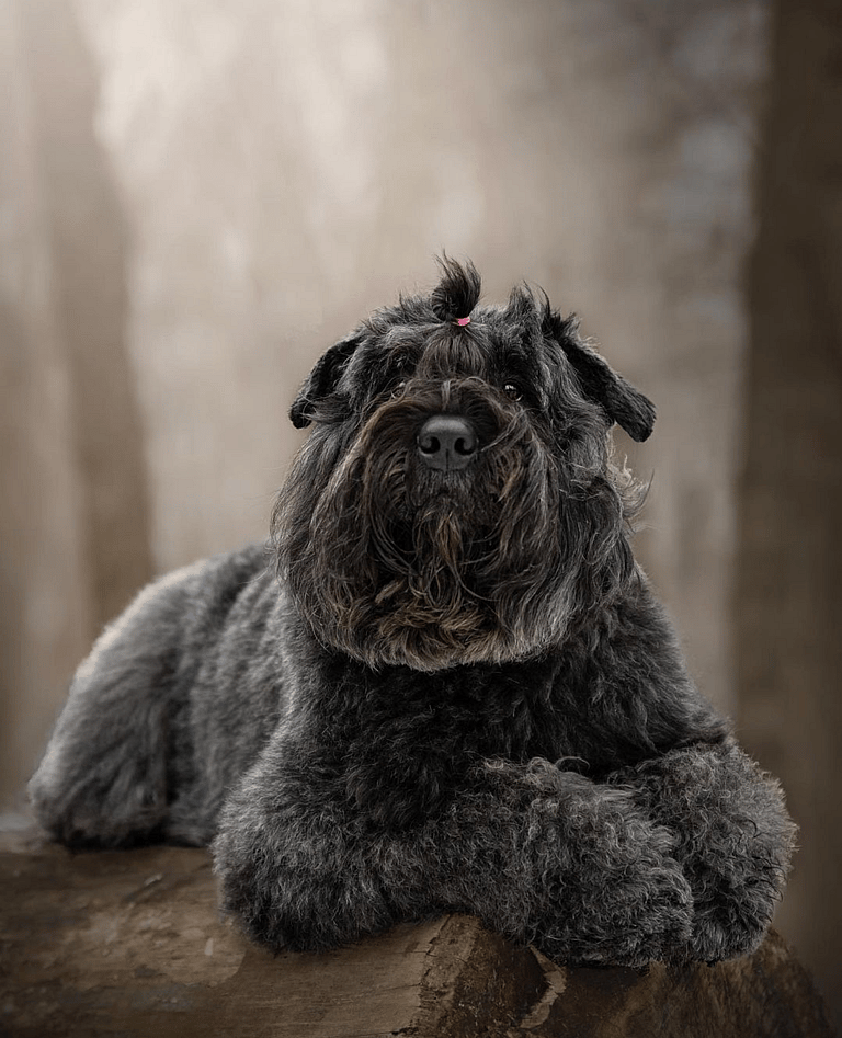 Black Fluffy Dog