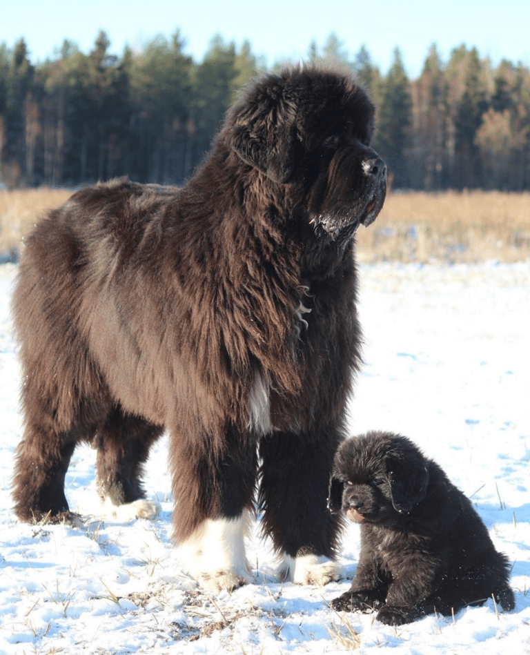 Black Fluffy Dog