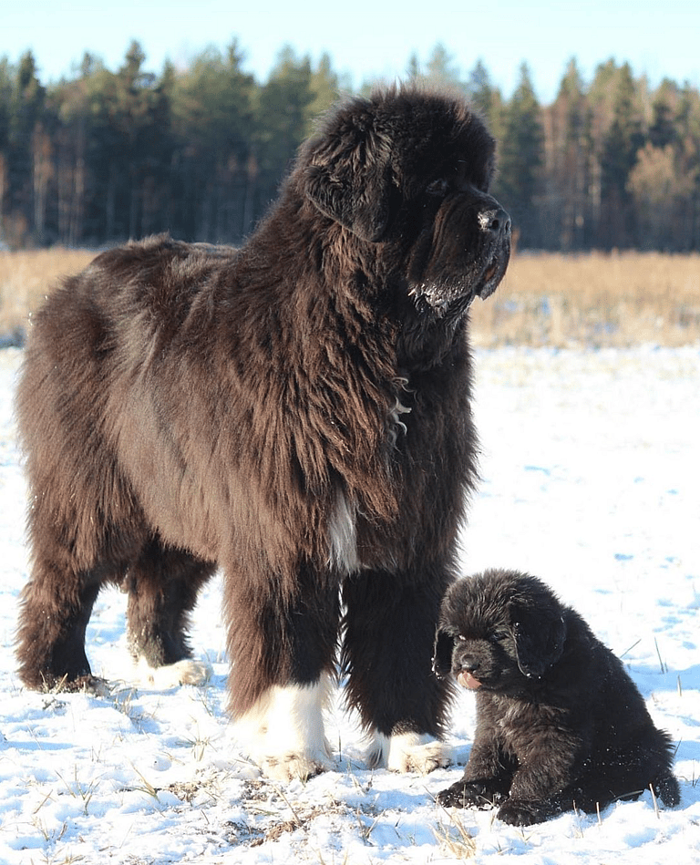 Black Fluffy Dog