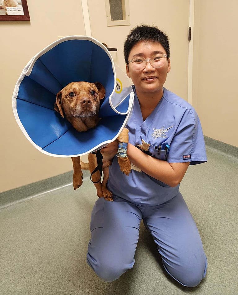 dog up for adoption / Rescue dog: This Little Dog Survived a Hit-and-Run, Then Waited for a Family That Never Came