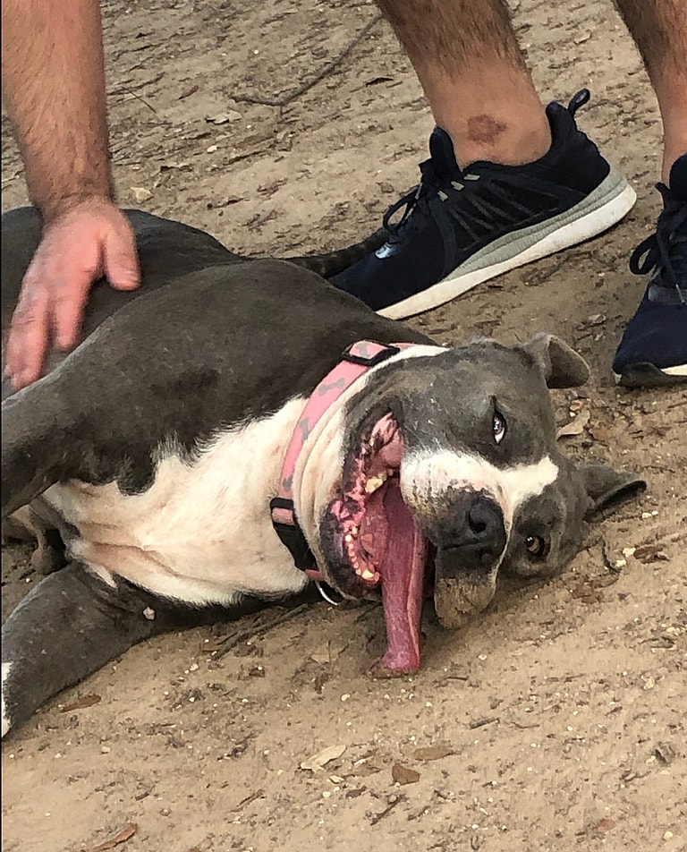 dog rescue: Shelter Employee Hides Abused Dog Under Desk to Save Her Life