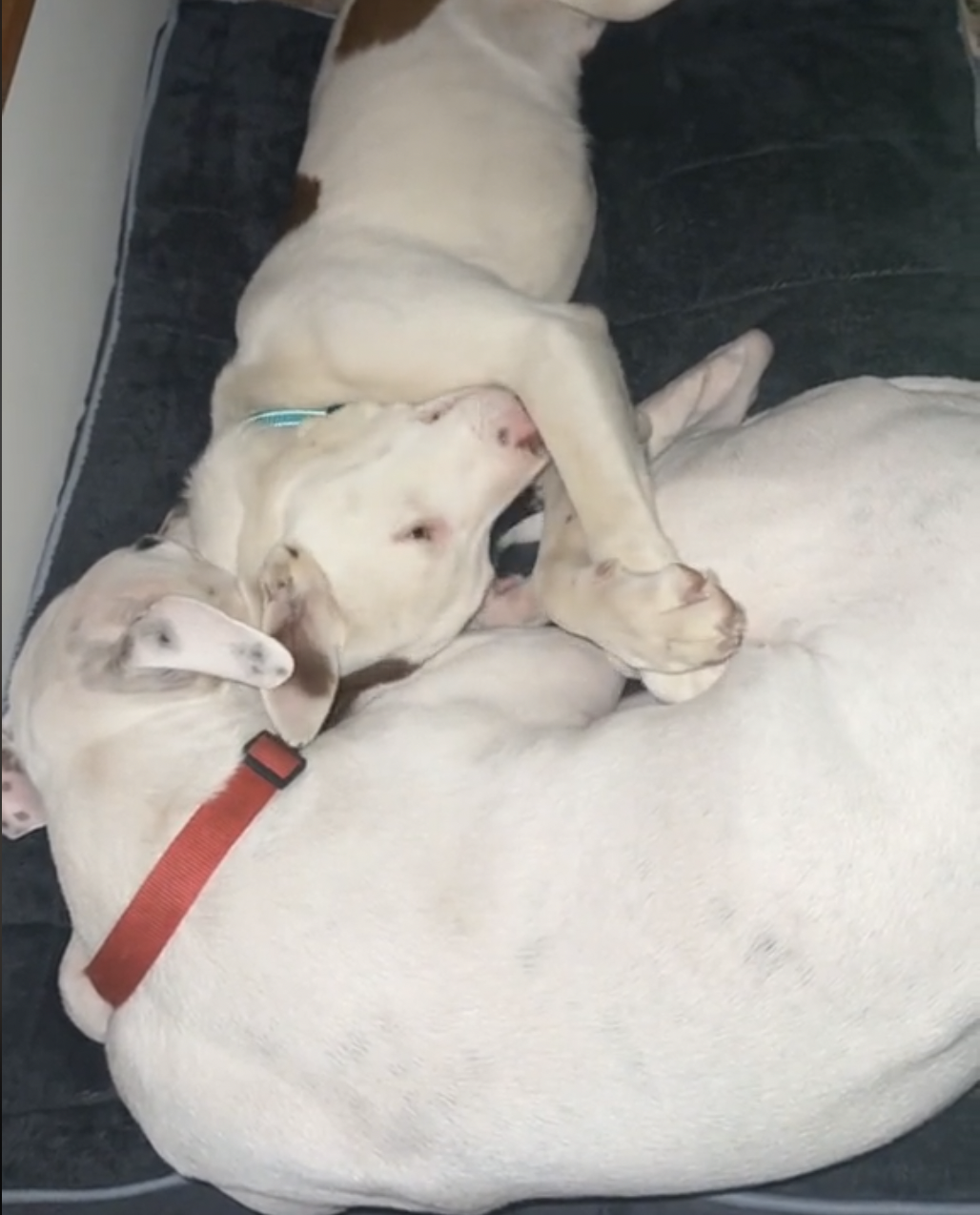 Foster Dog Struggling With Anxiety Gets Birthday Gift of His Dreams