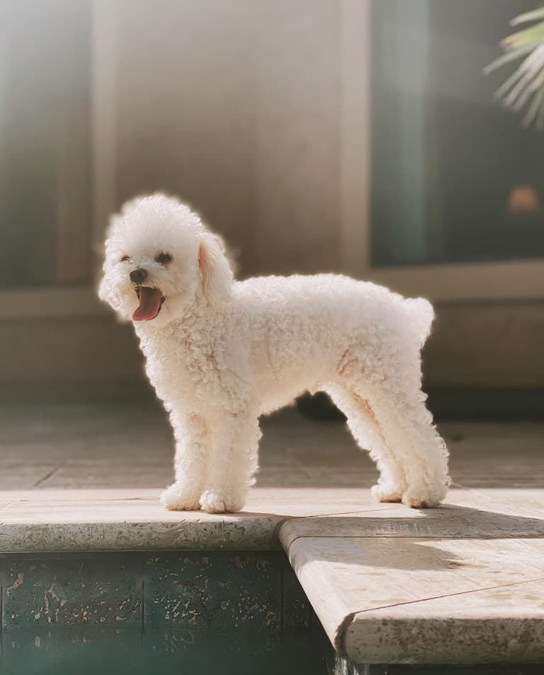 Yacht: Teacup Poodle