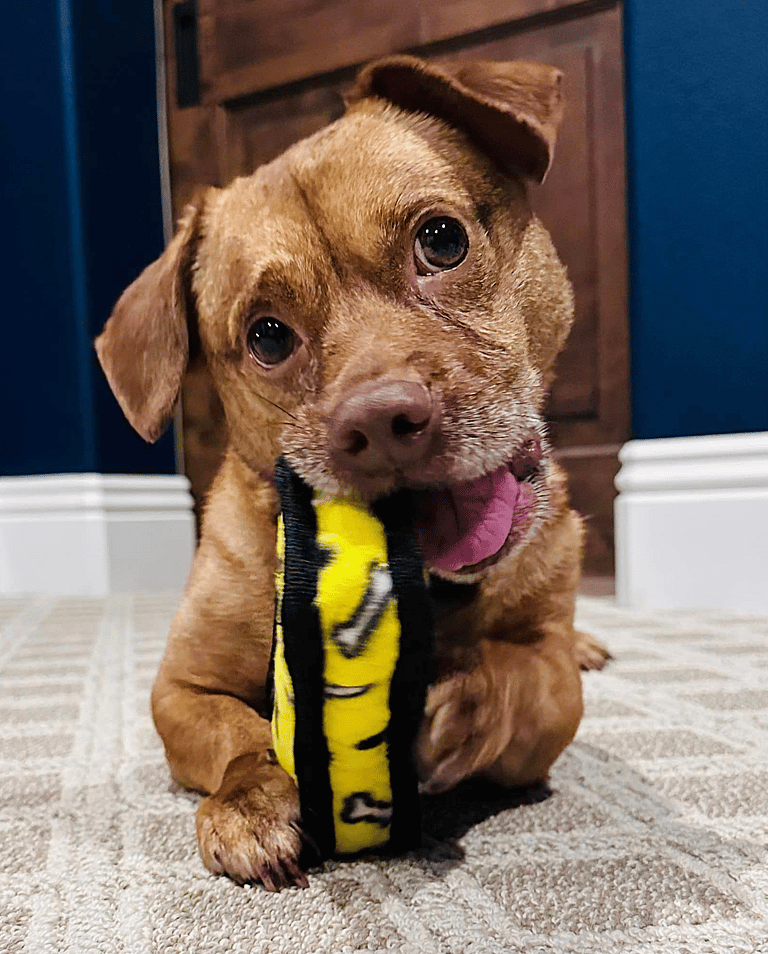 dog up for adoption / Rescue dog: This Little Dog Survived a Hit-and-Run, Then Waited for a Family That Never Came