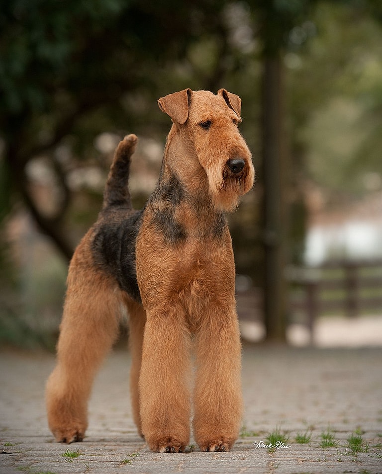 High Prey Drive in Dogs