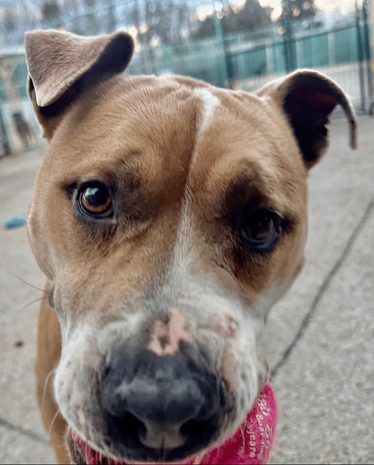 Dog up for adoption: Owner Set to Put Pitbull Down Before He Moved, Until Selfless Act of Kindness Changed Everything