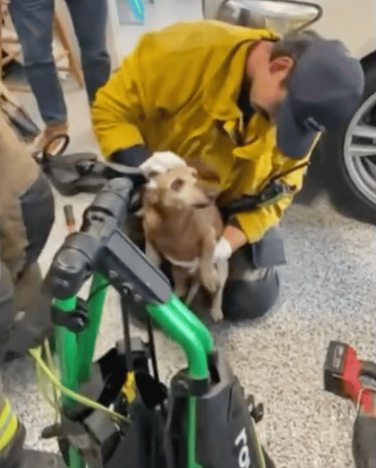 Los Angeles Firefighters Rush to Rescue Dachshund Whose Head Was Trapped in Golf Cart Wheel