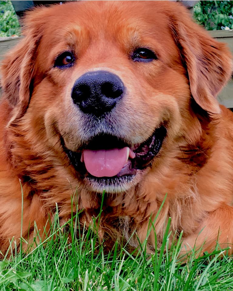Red Dog Names