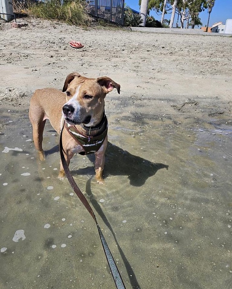 Pittie Mix Overlooked At Shelter For Half His Life Gets One Last Shot At Finding a Home