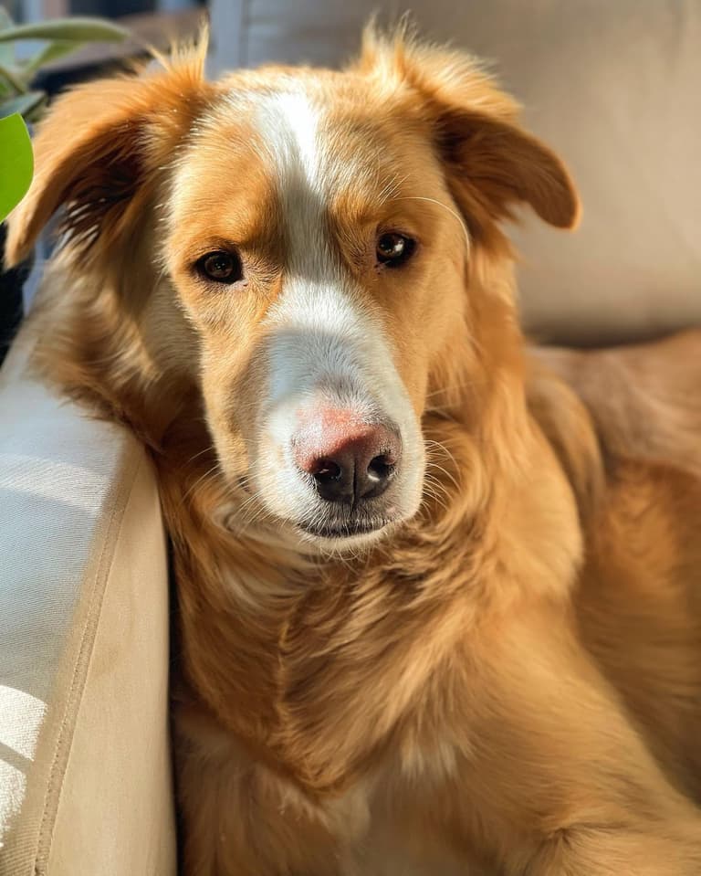 Golden Shepherds