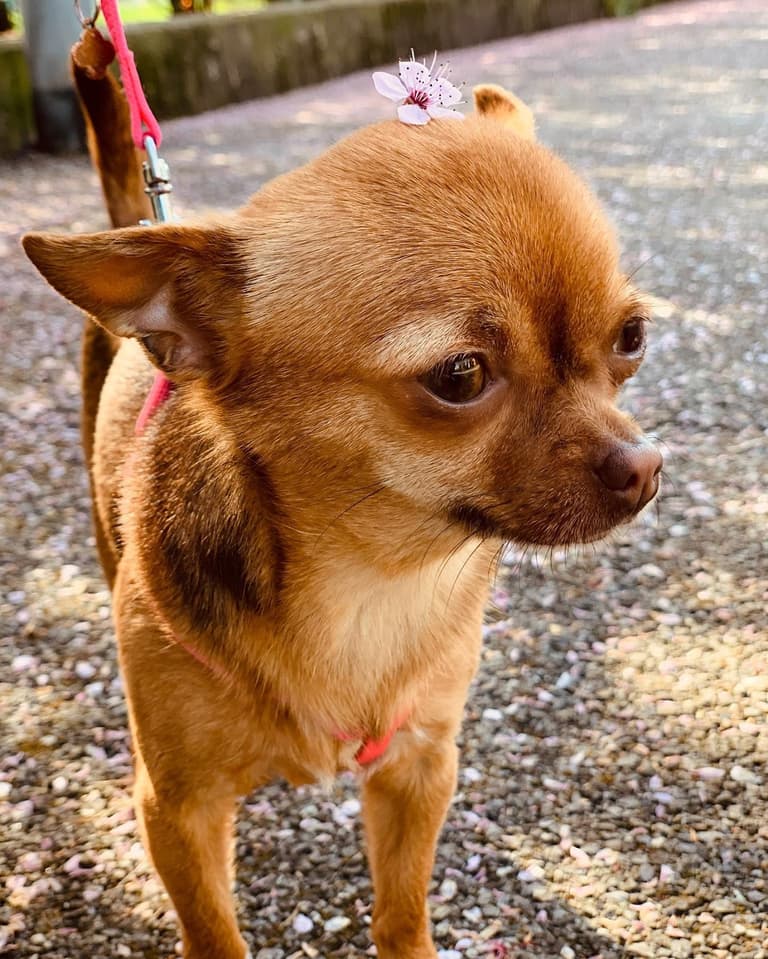 Apple Head Chihuahuas