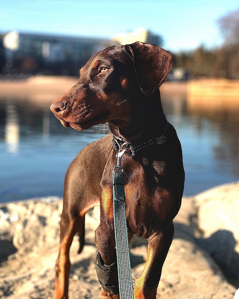 Arya - the Floppy Eared Doberman