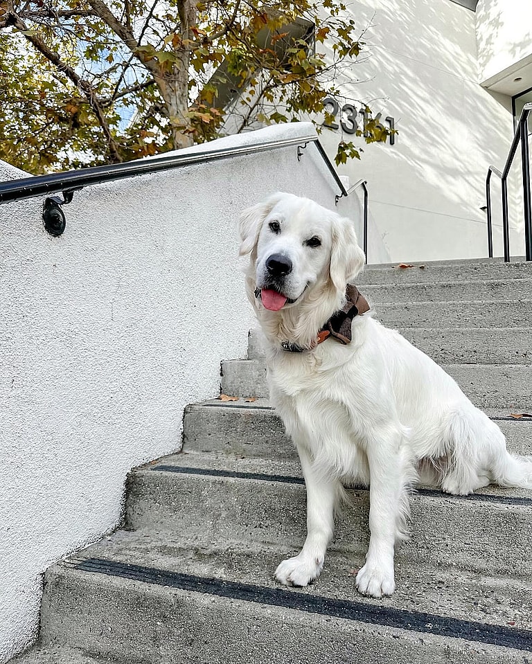 White Golden Retrievers