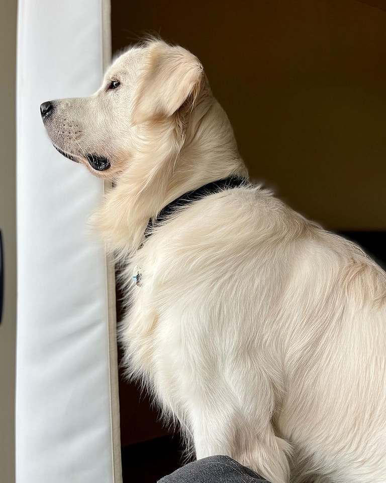 White Golden Retrievers
