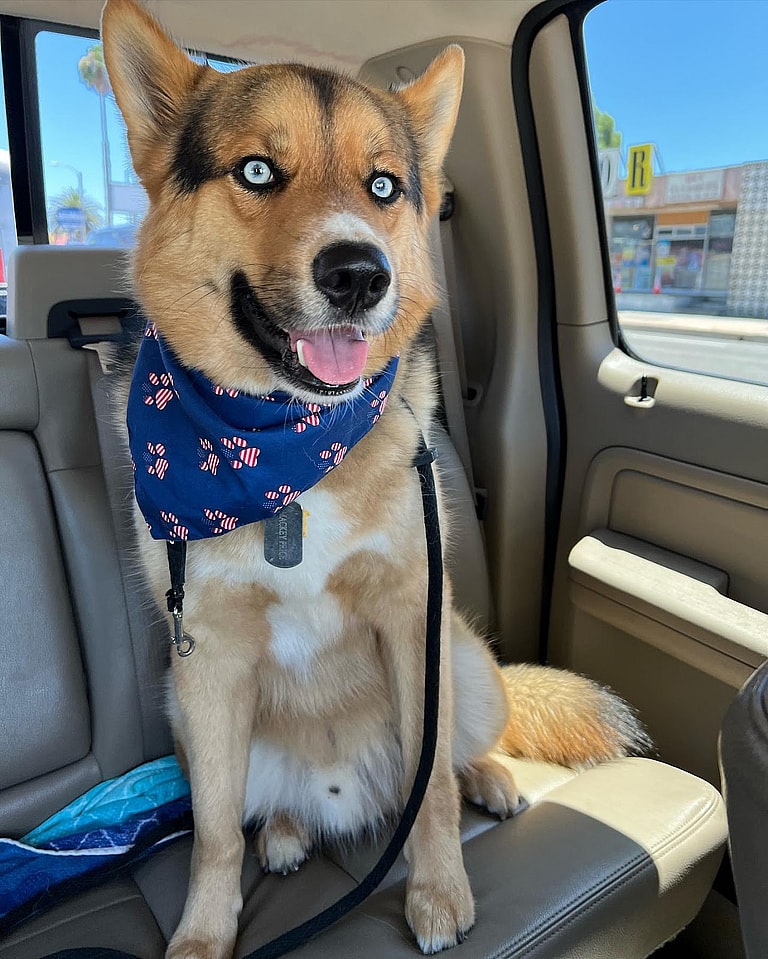 Mackey: The Gerberian Shepsky