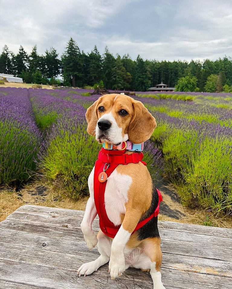 dogs that struggle in urban environment