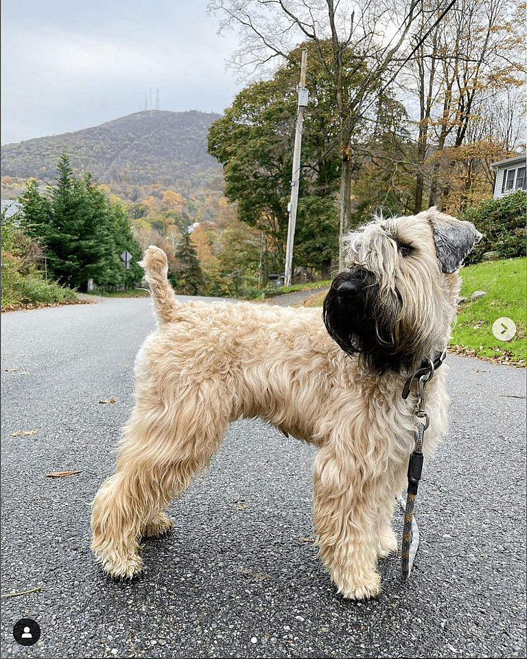 Ireland's Favorite Dog