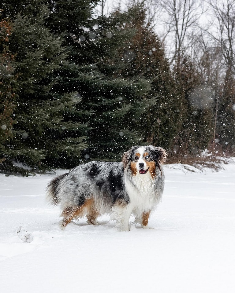 Extra-Fluffy Dog Breeds