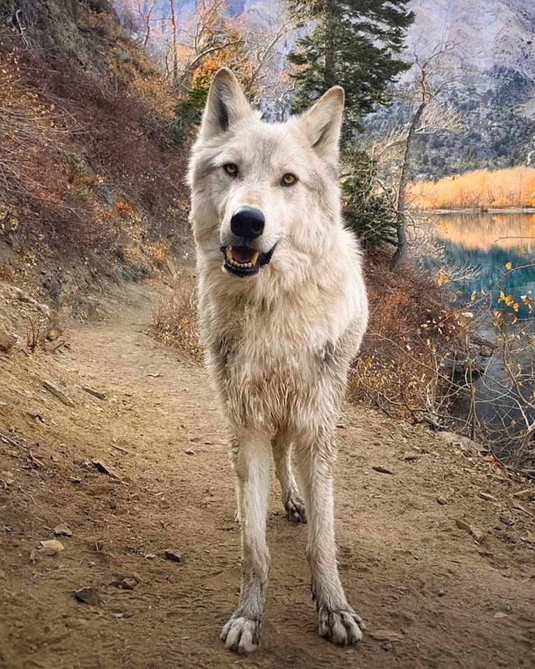 Wolfdog