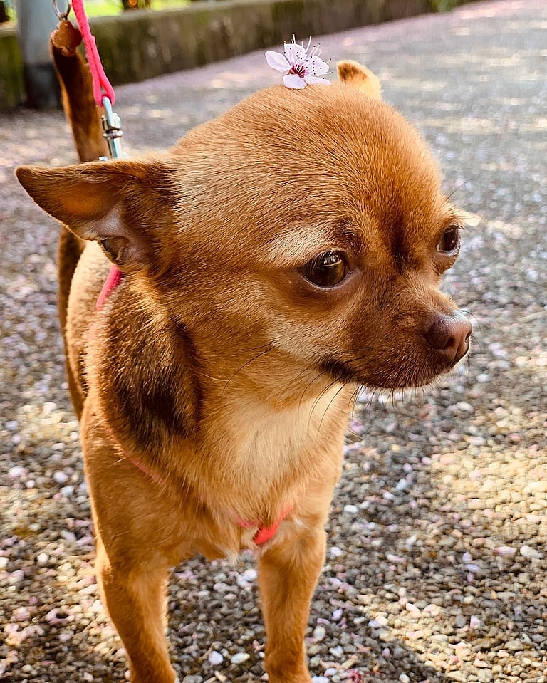 Apple Head Chihuahuas