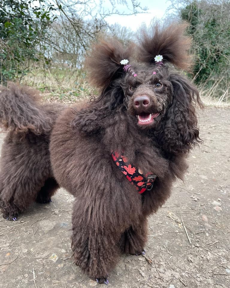 Brown Poodle - Koda