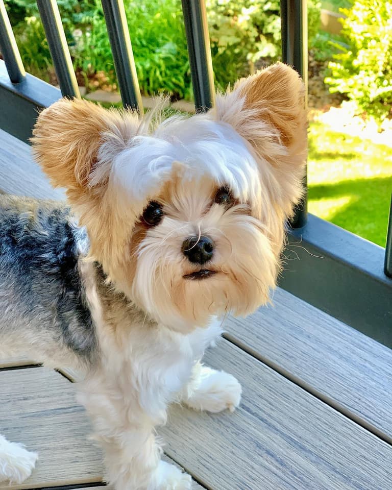 Louie the Parti Yorkie