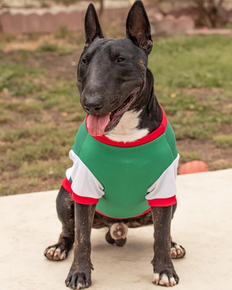 Dog with long nose Bull Terriers