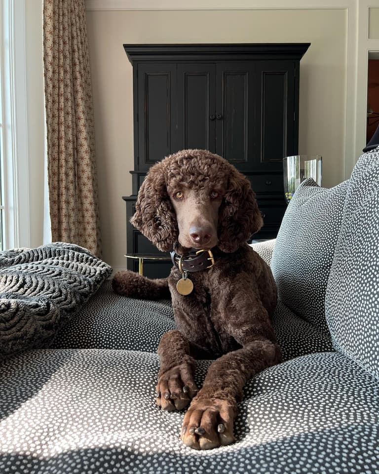 Brown Poodle - YoYo