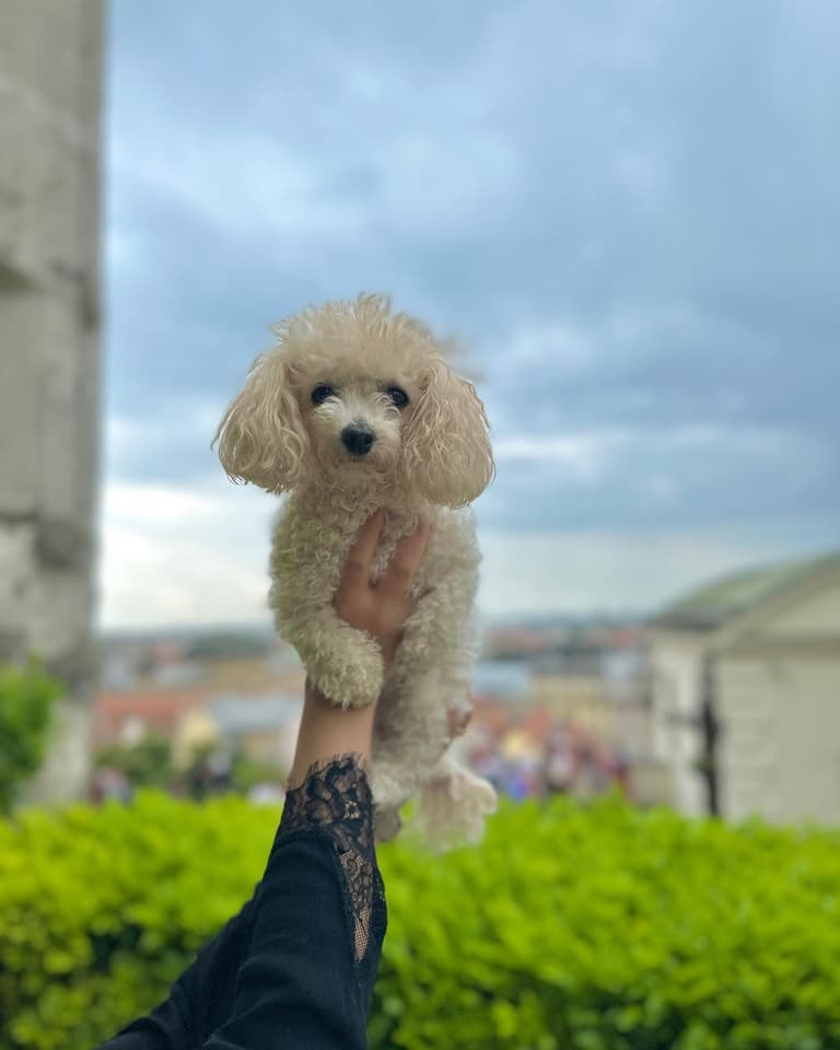 Liya: Teacup Poodle