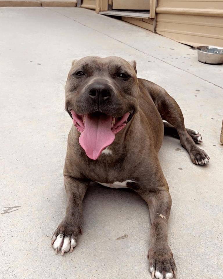Dog up for adoption: Racing Against the Clock: Mara the Pit Bull's Search for a Loving Home Enters Final Stretch