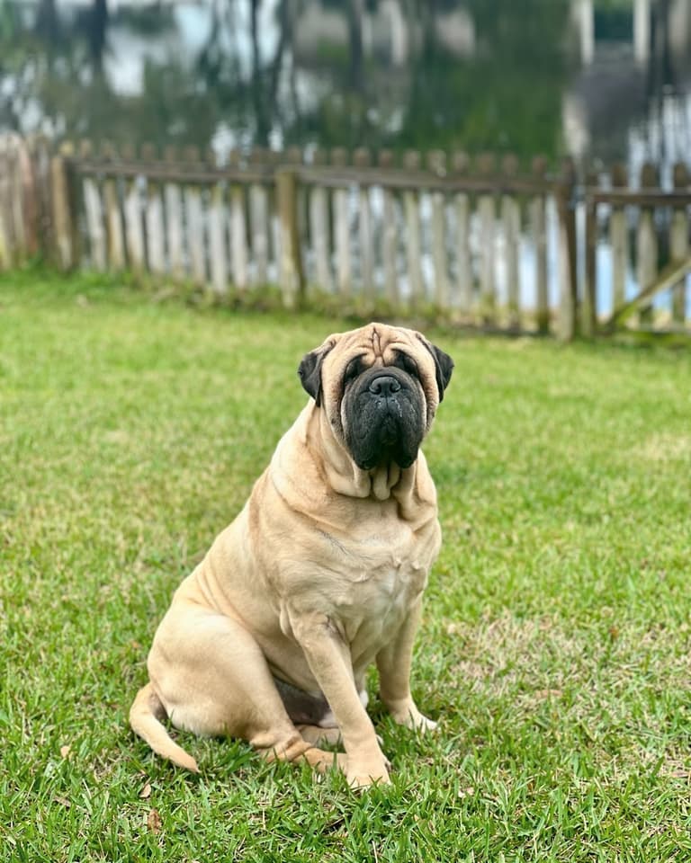 best guard dog breeds