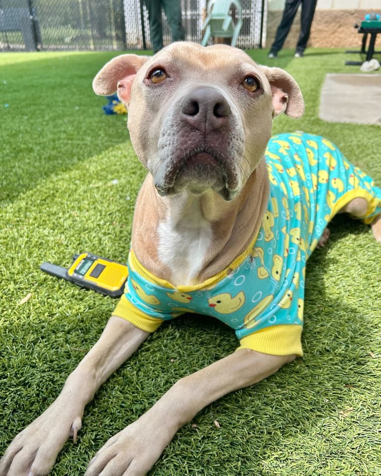 Overcrowded Raleigh Shelter Gives Dogs Adorable Duckie Pajamas to Get Them Adopted Faster