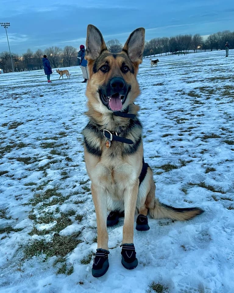 best guard dog breeds