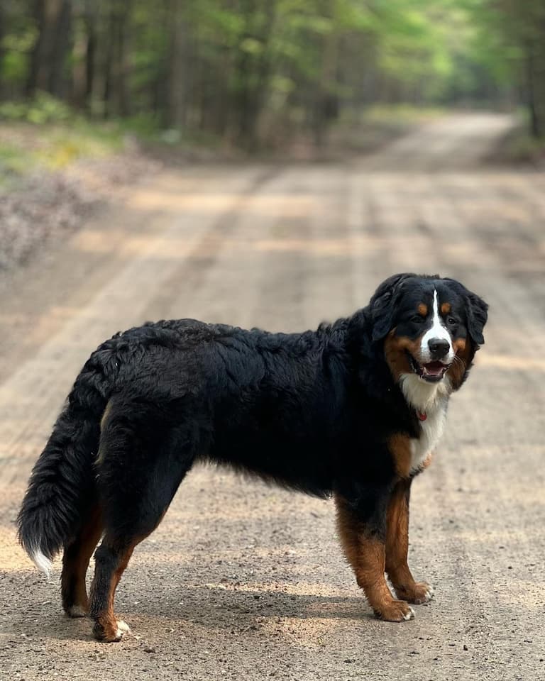 best guard dog breeds